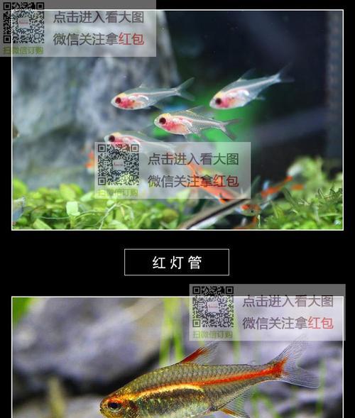气象鱼的鱼苗具体名称是什么?