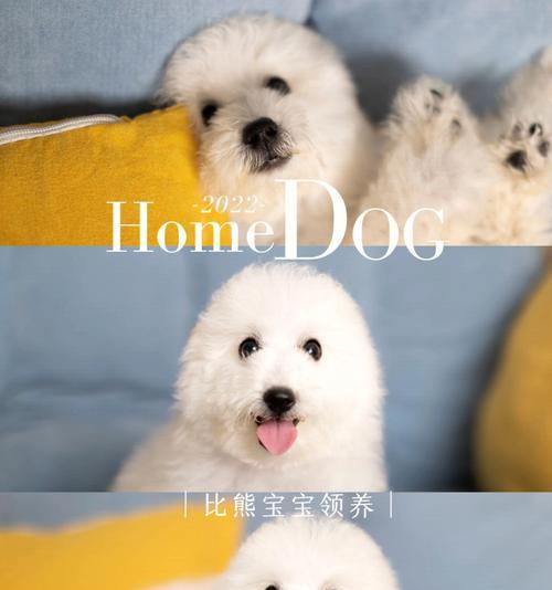 在临沂领养泰迪或比熊需要多少钱?领养流程是怎样的?