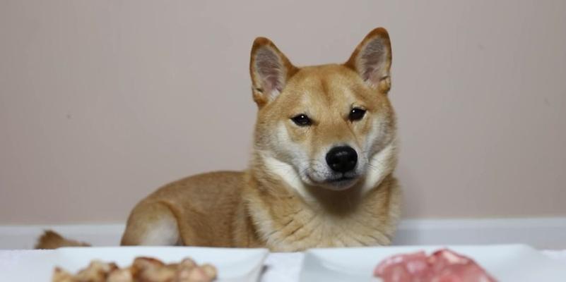 柴犬日常摄入生肉的适量是多少？有哪些健康风险？