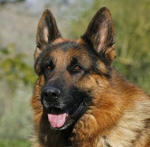 性格凶猛的大型犬有哪些特点？大型犬的性格特点是什么？