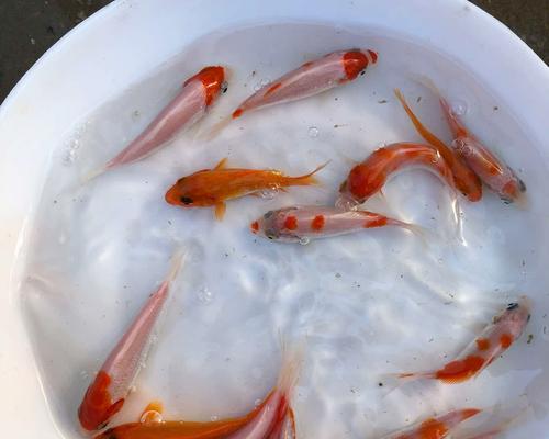 锦鲤鱼苗与其他鱼苗有何不同?它们的独特之处是什么?