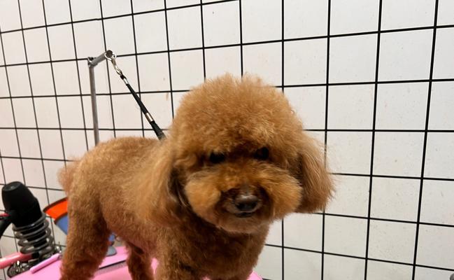 泰迪裁耳美容需要多少钱?选择哪家店更合适?