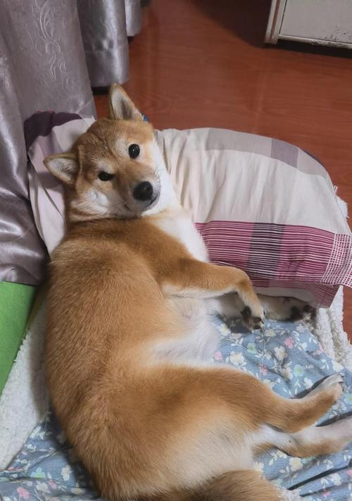 河南可以养柴犬吗现在多少钱?柴犬的饲养成本是多少?