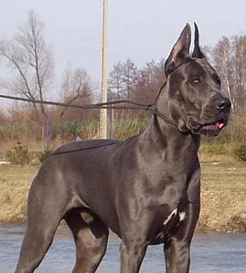 常见的大型犬品种有哪些？