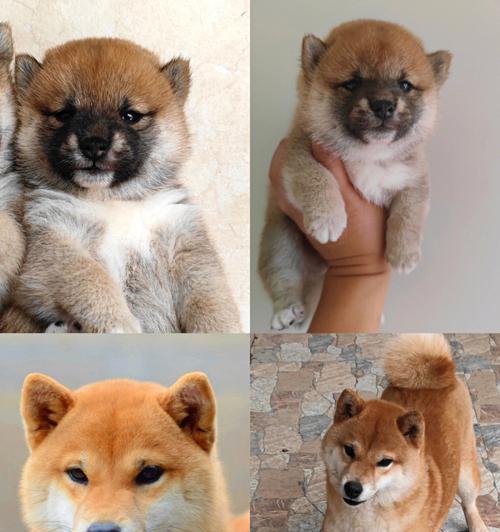 纯血小柴犬的幼犬价格是多少？纯血小柴犬的购买渠道有哪些？