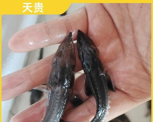 哪种水质适合养鲟鱼苗?鲟鱼苗的养殖要点是什么?