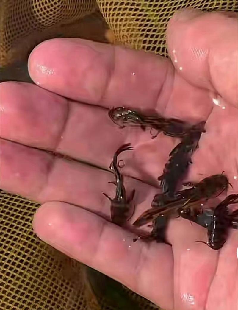 鱼苗为何长不大却还能继续进食？