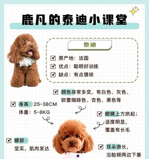 成年泰迪串串的体重是多少？正常范围如何？