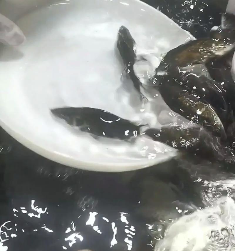 鳜鱼苗适合哪种水草？鱼缸中种植水草的推荐是什么？