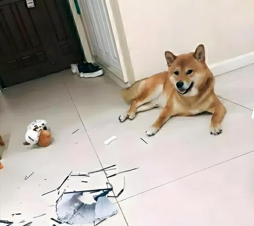 哪些小型家养犬既便宜又好养？养犬的注意事项是什么？