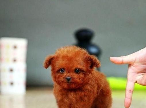 在佛冈找狗泰迪需要多少钱？如何选择健康的幼犬？