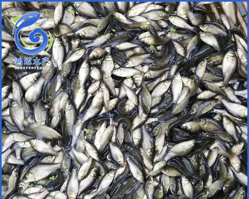 帝王鱼苗的特征是什么？如何辨别健康苗种？