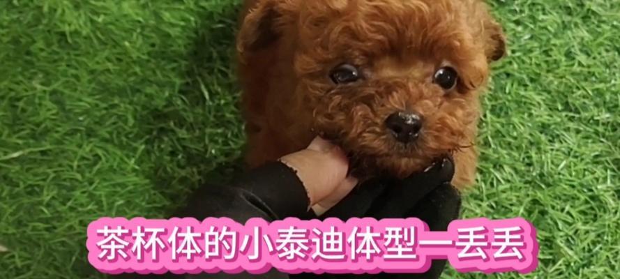 泰迪的标准体型和体长是多少?如何判断是否正常?