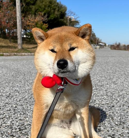 宣化柴犬的售价是多少？购买宣化柴犬的注意事项有哪些？