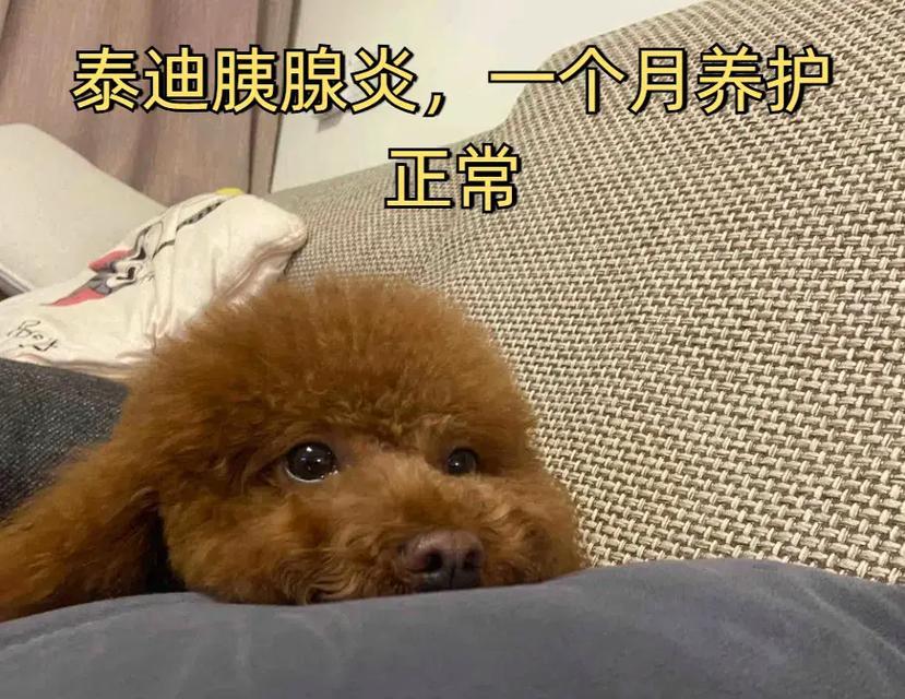 小泰迪一个月的养护费用是多少?如何合理预算?