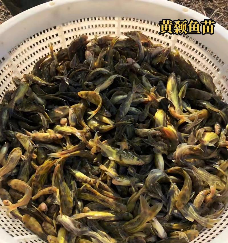 有机花鲢鱼苗有哪些独特特征?