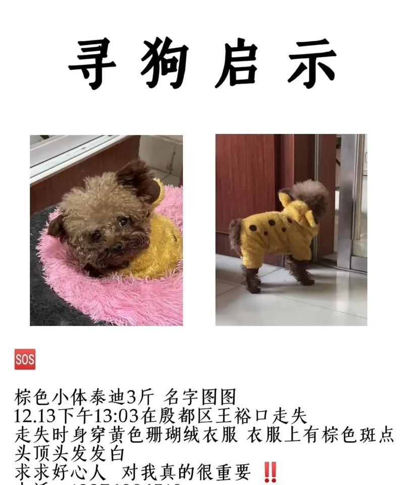 泰迪犬十斤相当于人类多少体重?如何计算宠物的体重?