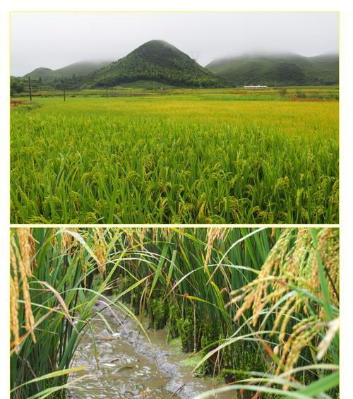 梦见瓮里有很多小鱼苗代表什么?小鱼苗在梦中的含义是什么?
