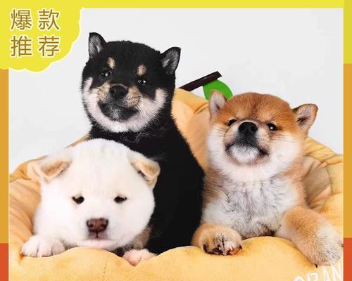 宠物护肤柴犬可以养吗?养一只宠物护肤柴犬需要多少钱?