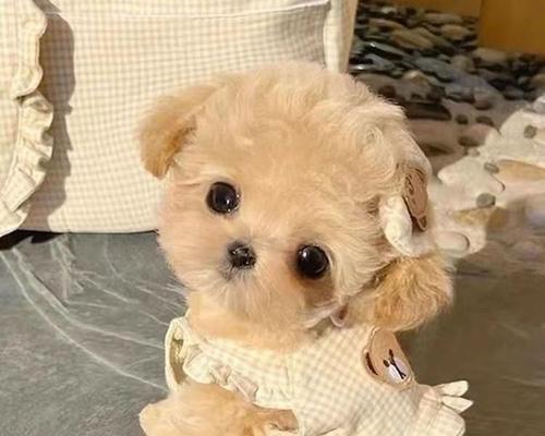 闵行领养泰迪的费用是多少？领养泰迪需要满足哪些条件？