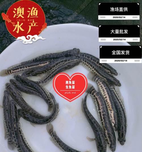 黑鱼苗不吃泥鳅吗为什么?黑鱼苗的饮食习性有哪些?