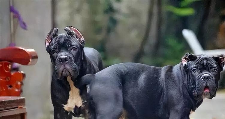 哪些大型犬品种适合家庭饲养且性格温顺?