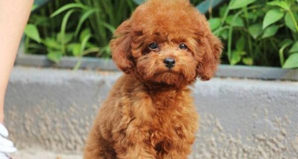 泰迪犬5斤体重相当于人类多少体重?如何计算宠物体重与人类体重的换算?