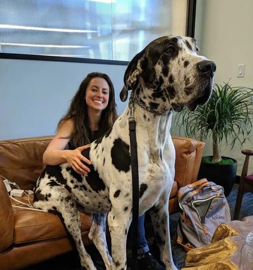 英国本土大型犬品种有哪些?它们的特点是什么?
