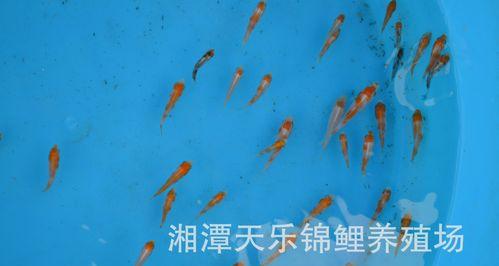 梦见自家养很多小鱼苗什么预兆？梦境与现实有何关联？