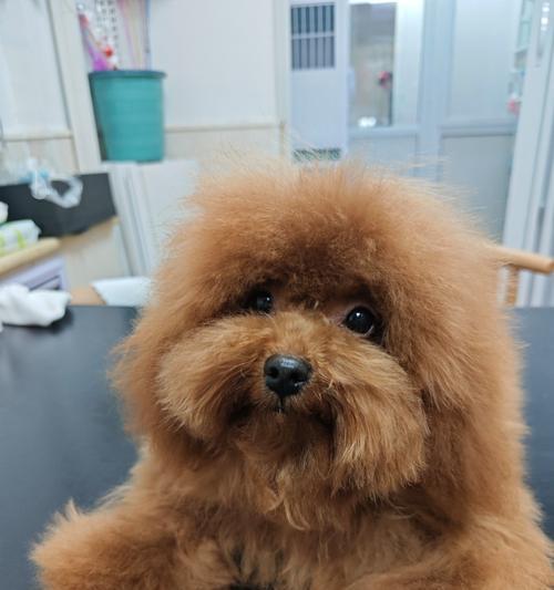 幼年泰迪剪毛的好处及费用是多少?