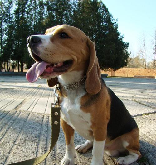 中国允许饲养的小型犬品种有哪些?它们的特点是什么?
