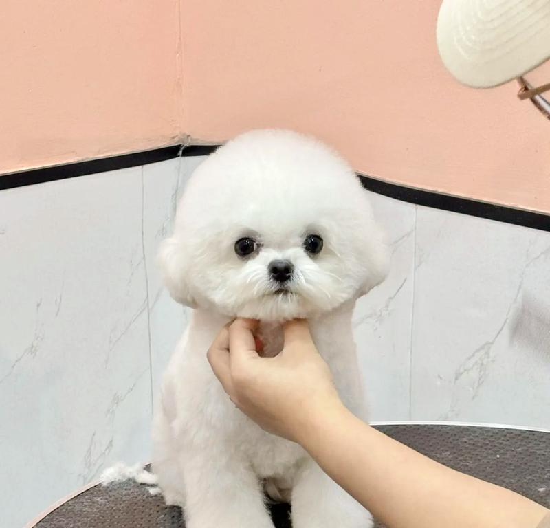 小型犬有哪些好玩？如何选择适合自己的小型犬？