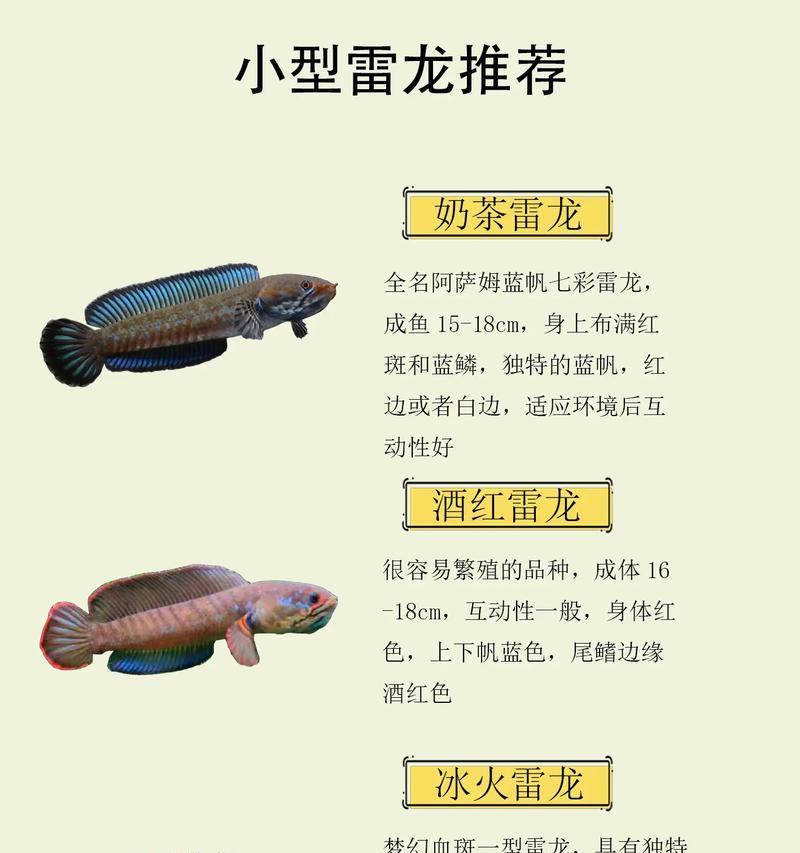 性价比最高的雷龙鱼苗是什么？雷龙鱼苗可以混养吗？