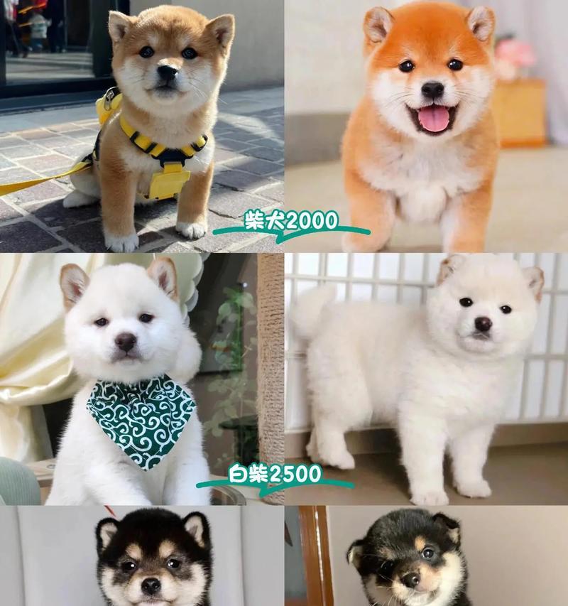 柴犬的市场价格是多少?