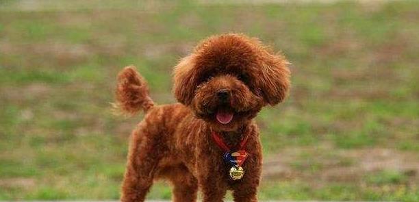 泰迪犬的理想食物份量是多少?如何正确喂食?