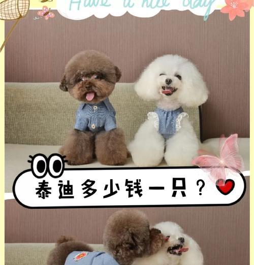 我家泰迪做绝育可以吗多少钱?绝育手术的利弊是什么?