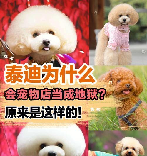 泰迪专用打针器多少钱？如何正确使用泰迪专用打针器？