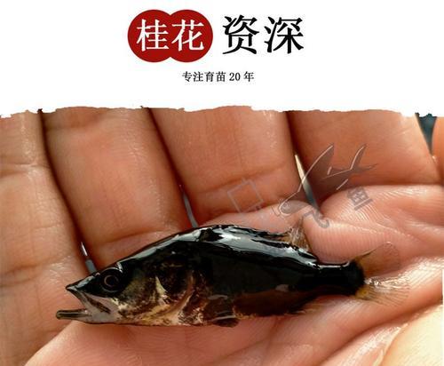 桂花鱼苗的主要天敌是什么？如何保护鱼苗？