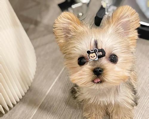 抢食猫粮的鹿犬应该叫什么名字?如何为这只狗取一个合适的名字?