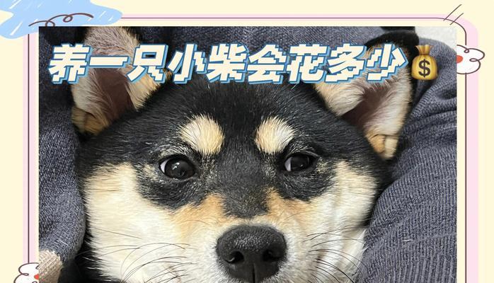 长沙小狗领养柴犬多少钱?领养柴犬需要考虑哪些费用?