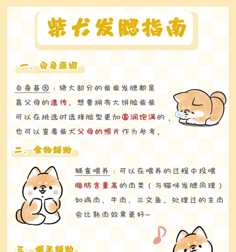 胡麻柴犬幼犬的喂食量是多少?如何科学喂养?