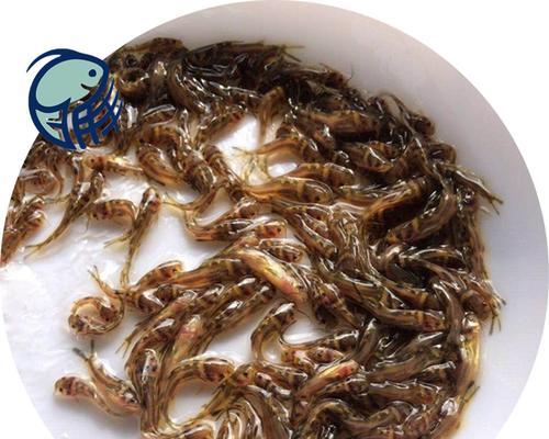 哪些鱼种不需要用鱼苗养殖？它们的养殖方法是什么？