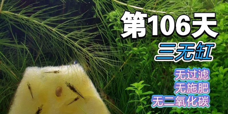 鱼苗挂在缸壁上不动是什么原因?