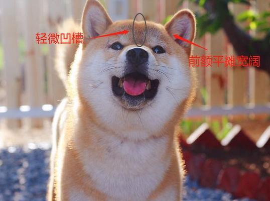 豆柴犬拿货价格是多少?如何辨别优质狗贩?