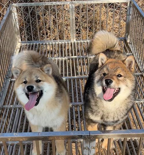 胡麻柴犬的价格是多少?购买时如何鉴别品质?