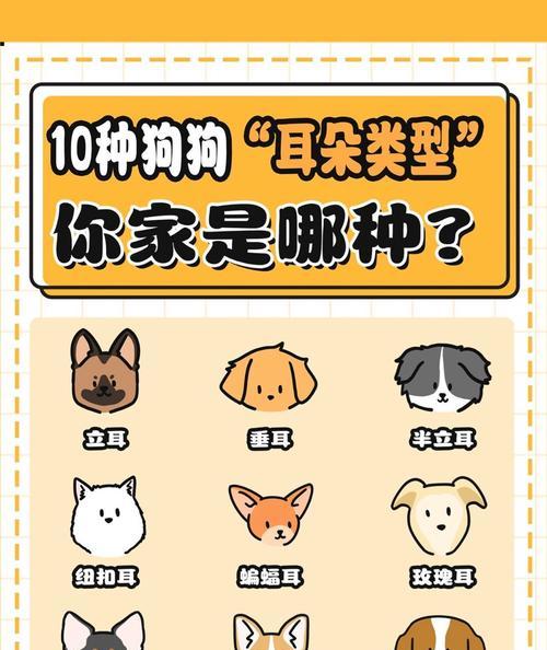 小型国产犬有哪些品种？各自的特色是什么？