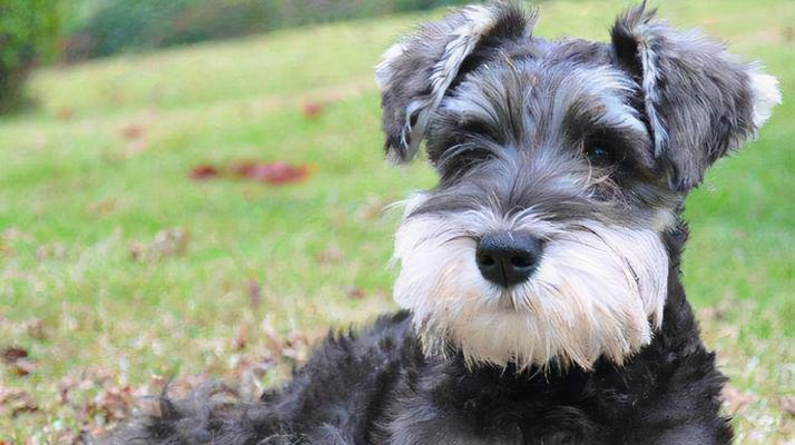 有哪些小型犬适合家庭饲养?