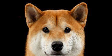 三个月大的柴犬应该有多少斤?柴犬的正常体重范围是多少?