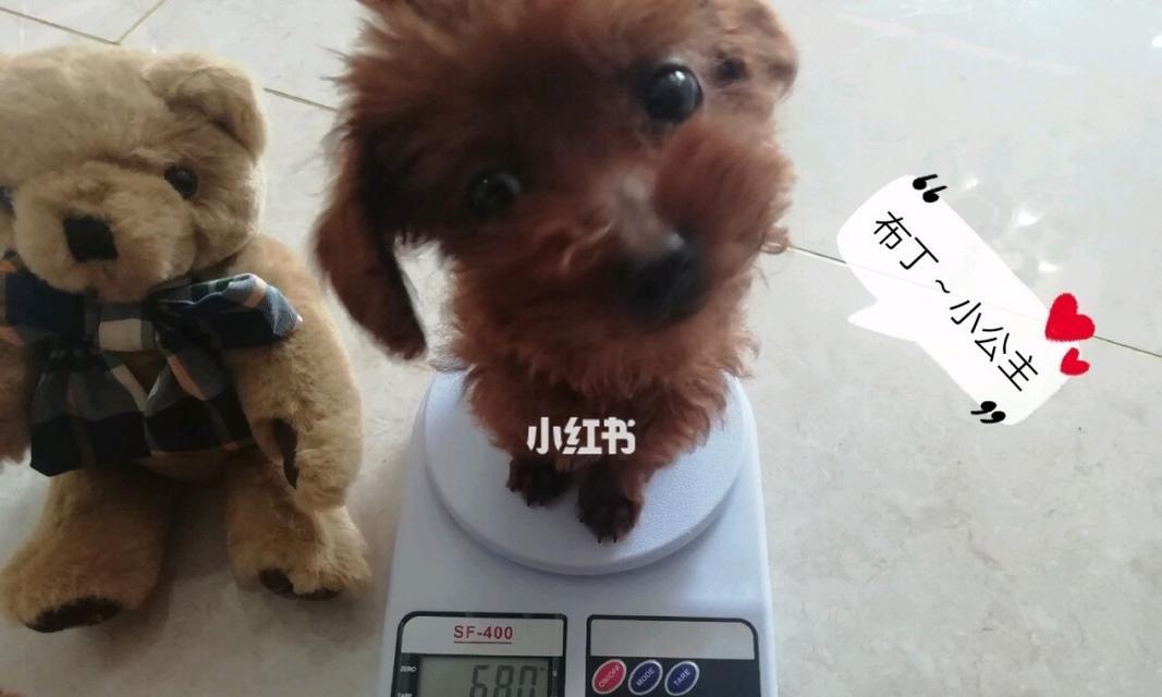 泰迪怀孕重多少？孕期体重管理有哪些要点？