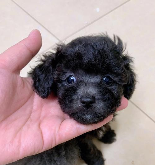周口出售泰迪幼犬的价格是多少？购买时需注意什么？